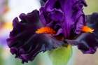 USA, Oregon. Garden in full bloom with close-up of bearded iris Art Print